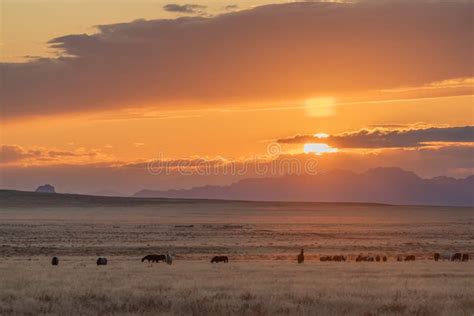 Herd of Wild Horses at Sunset Stock Photo - Image of wild, sunrise ...