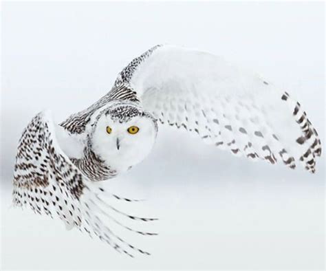 geographicwild | Snowy owl habitat, Owl, Wildlife animals