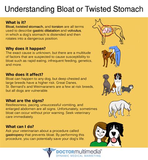 What Are The Symptoms Of A Twisted Bowel In Dogs