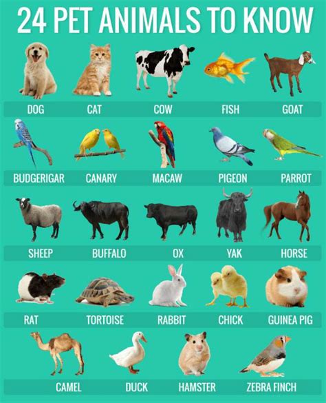 Animals Names In Telugu And Hindi