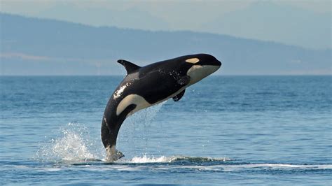 Whale Jump High Definition Wallpaper 19044 - Baltana