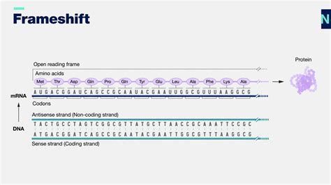 Effects Of Frameshift Mutations | Webframes.org