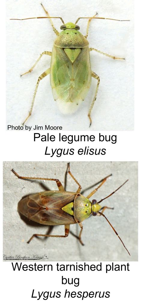 A bumper crop of lygus: 7 facts about lygus bugs you may not have known ...