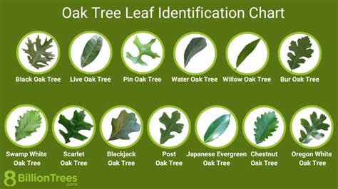 Oak Tree Leaf Identification Chart with Locations