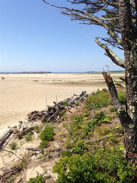 Popham beach stock image. Image of ocean, beach, tree - 120075571