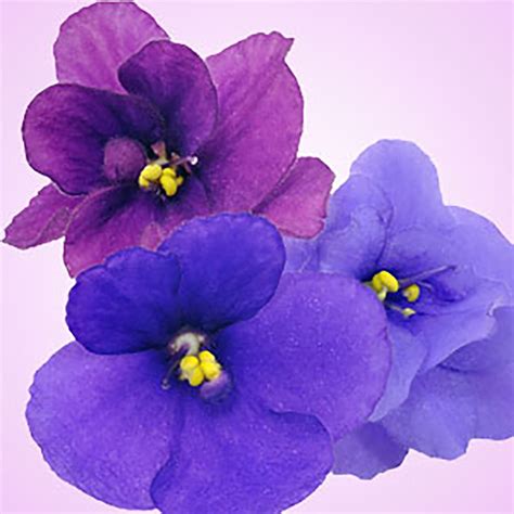 Violet Fragrance Oil - Nature's Garden Candles