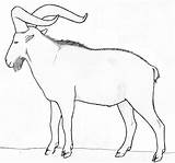 Dairy Goat Coloring Pages sketch template