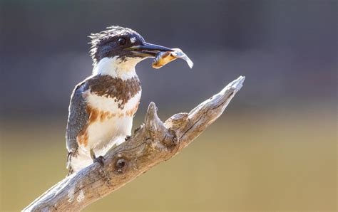 10 Marsh Birds Teaching Us About Wetlands | Audubon New York