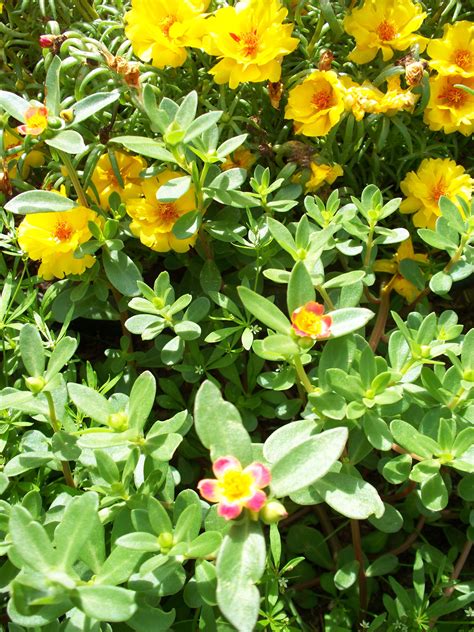 These are my wild small flowering purslane plants with my take narrow leaf double blooming ...