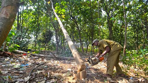 Cutting of trees on Andhra University campus ahead of PM’s Vizag visit sparks controversy - The ...