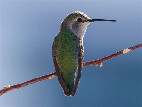 8 Species Of Hummingbirds In Idaho – Picture And ID Guide