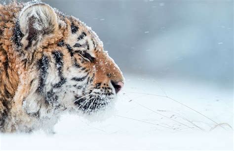 Siberian tigers have developed thicker fur coats than Bengal tigers, to ...