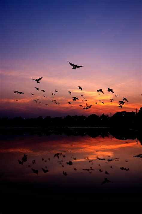 Birds Flying Sunset Photos, Download The BEST Free Birds Flying Sunset ...