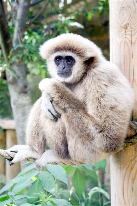 Gibbons - Vocal and Endangered Animals of the Rainforest | hubpages