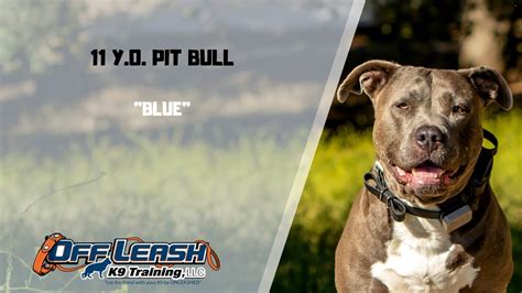 PIT BULL / DOG TRAINING - YouTube