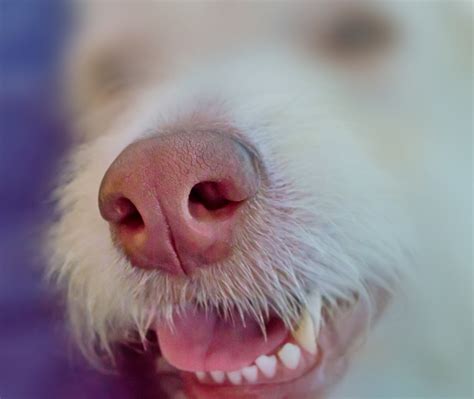 Free Images : horse, close up, nose, harness, vertebrate, nostrils, funny face, funny photo, dog ...