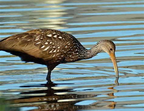 Birds and Gators » Limpkin