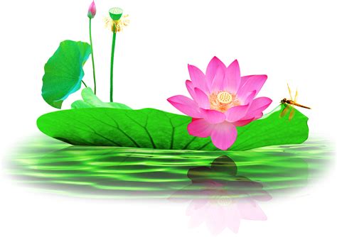 Download Picture Free Nelumbo Nucifera Pond Lotus Transprent - Lotus Flower | Transparent PNG ...