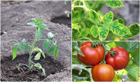 4 Things Epsom Salt Does For Tomato Plants (& 4 Things It Won't Do!) - Tomato Bible