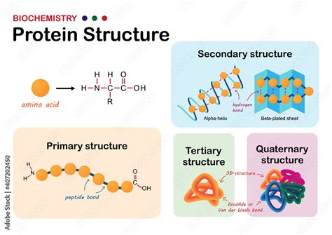 Biochemistry diagram show levels of protein structure from amino acid and polypeptide bond Stock ...