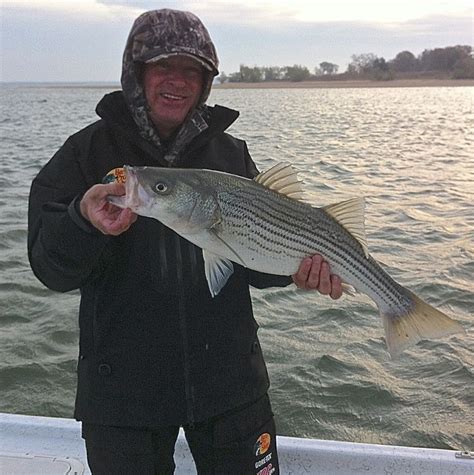 Lake Texoma Striped Bass EAT Dead Assassin Flukes from moestackleshop ...