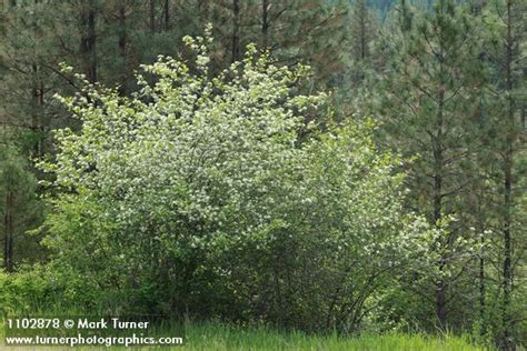 Crataegus douglasii | Black Hawthorn | Wildflowers of the Pacific Northwest