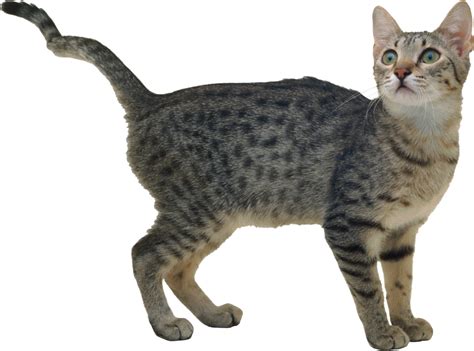 Cat PNG