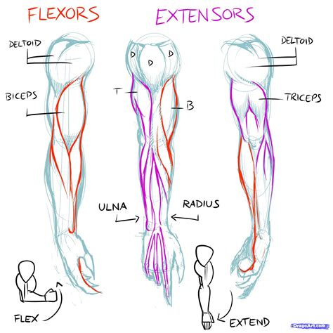 Arm Muscle Diagram - Arm Muscle Anatomy For Medical Concept 3d Illustration Stock Photo Alamy ...