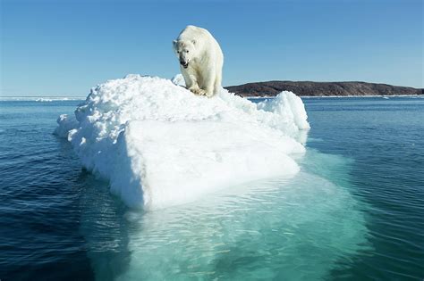 Polar Bear On Iceberg, Hudson Bay Photograph by WorldFoto - Pixels