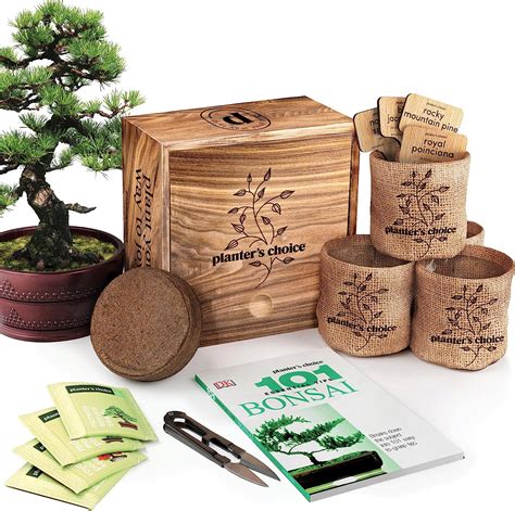 Bonsai Tree Kit – Connect3x