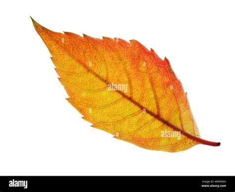 Individual single autumn Fall Leaf against white background. graphic Stock Photo: 15309532 - Alamy