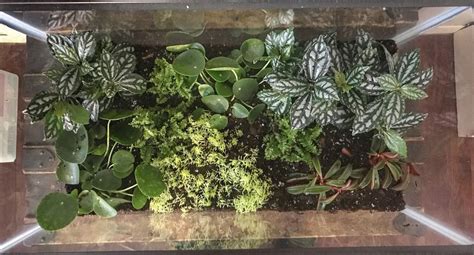 Top View of 10 Gallon Terrarium | Plants, Terrarium, Top view