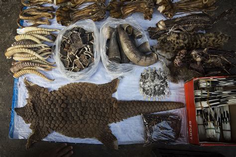 The illegal pangolin trade is finally banned all over the world | LifeGate