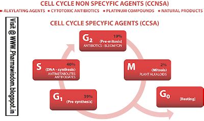 Mechanism of Action of Chemotherapeutic drugs - PHARMA WISDOM