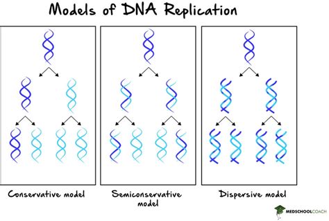 Semi-Conservative DNA Replication – MCAT Biology | MedSchoolCoach