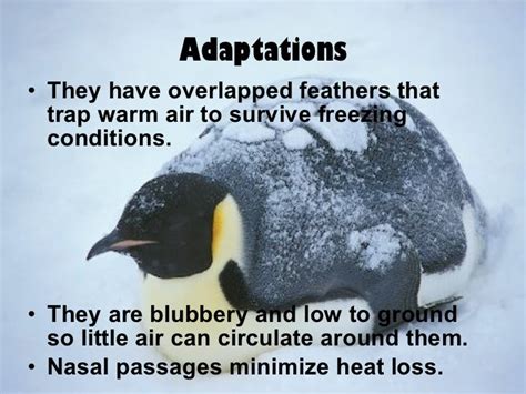 Emperor Penguin Adaptations - Types of Adaptation - Bird Baron