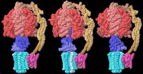 PDB-101: Molecule of the Month: ATP Synthase