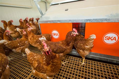 Poultry equipment manufacturer - Modern free range poultry systems ...