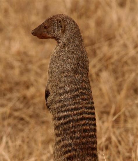 Mongoose | African Wildlife Foundation