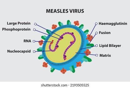 Measles Virus Structure Illustration Vector Image Stock Vector (Royalty ...