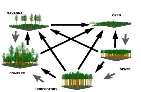 Natural Resources | Forestry | Forestry Management