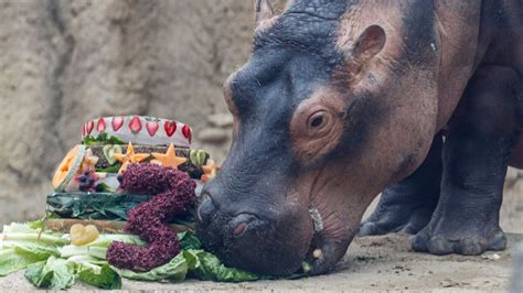 Fiona the hippo celebrated her third birthday with a huge fruit cake ...