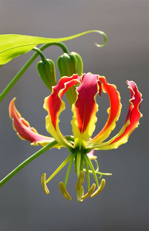 Fire lily | Fire lily, Gloriosa lily, Flower arrangements