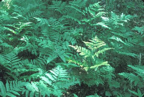 Pteridium aquilinum (bracken fern): Go Botany