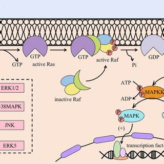 MAPK signalling pathway. The activation of the MAPK signalling pathway... | Download Scientific ...