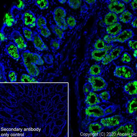 Recombinant Anti-MUC2 antibody [EPR23479-47] - BSA and Azide free ...