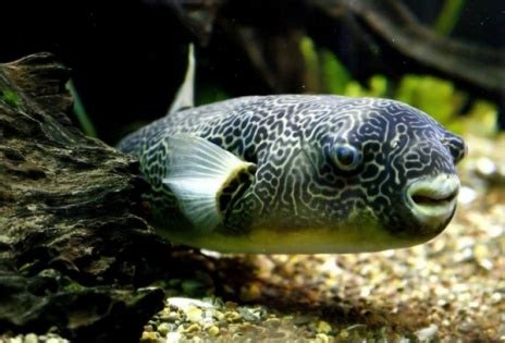 Freshwater Puffer Fish Natural Habitat - Ape Aquarium Fish