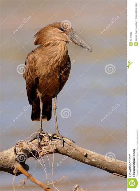 Hammerkop stock photo. Image of sitting, bokeh, kruger - 40793262