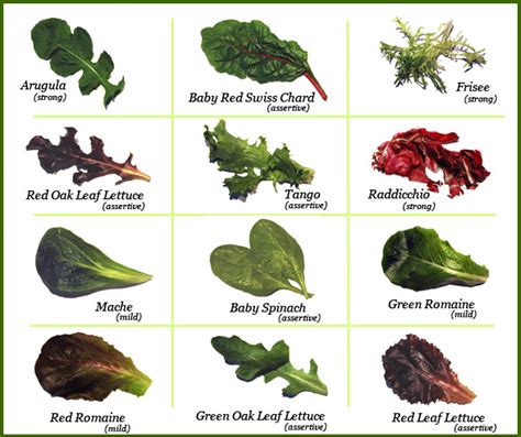 Horticulture - Plant identification, Care and Maintenance: Salad greens