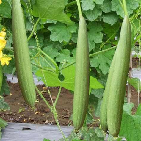 Gourd Luffa Seeds Loofah Non GMO Heirloom Garden Vegetable | Etsy